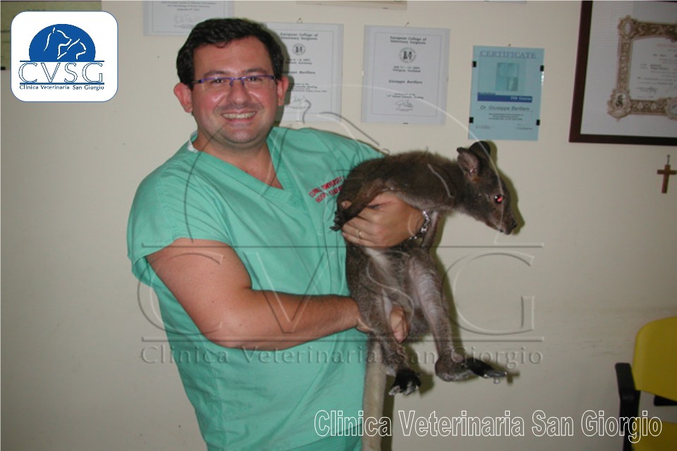 Servizi Veterinari per Animali Esotici - Clinica Veterinaria San Giorgio a Reggio Calabria