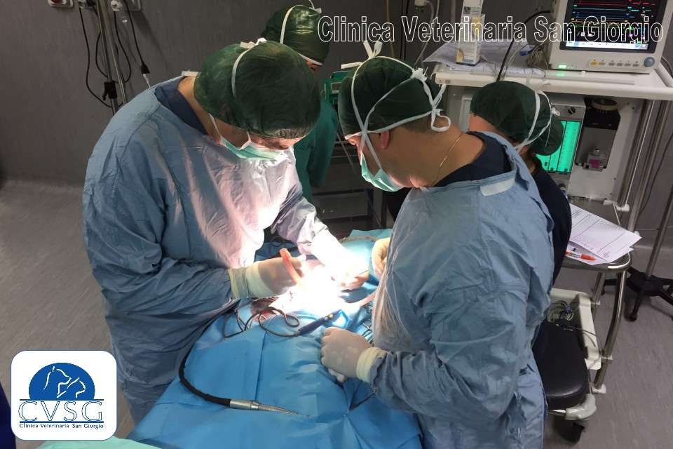 Clinica Veterinaria San Giorgio - Reggio Calabria | Chirurgia dei Tessuti Molli