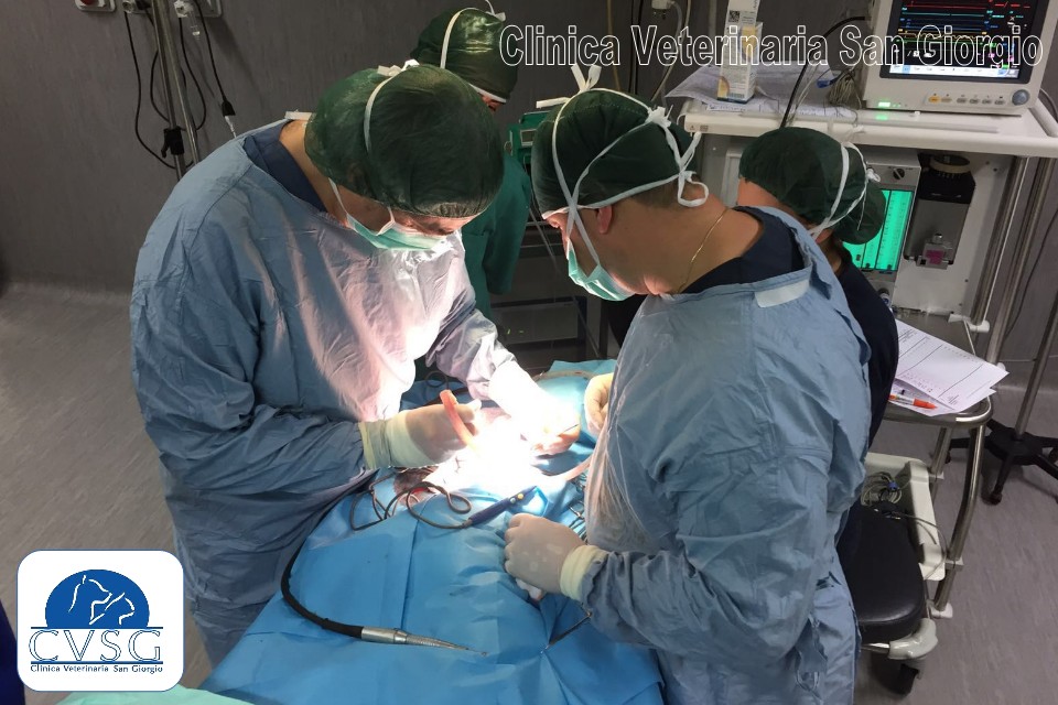 Servizio di Chirurgia Veterinaria dei Tessuti Molli - Clinica Veterinaria San Giorgio a Reggio Calabria
