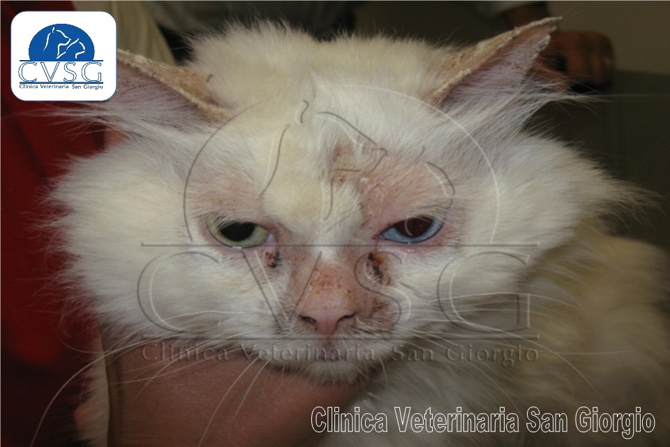 Servizio di Dermatologia Veterinaria - Clinica Veterinaria San Giorgio a Reggio Calabria