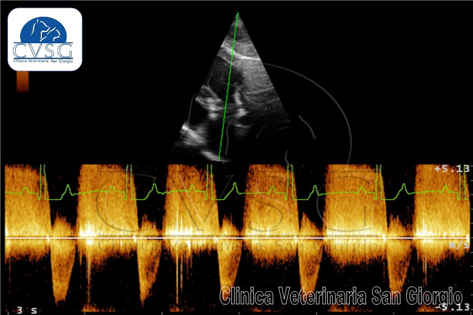 Clinica Veterinaria San Giorgio - Reggio Calabria | Ecografia