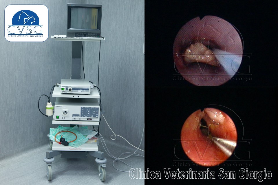 Servizio di Endoscopia Veterinaria - Clinica Veterinaria San Giorgio a Reggio Calabria