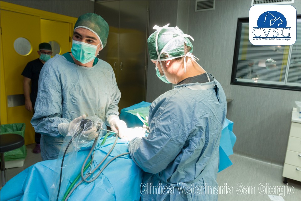 Servizio di Chirurgia Veterinaria Mini Invasiva - Clinica Veterinaria San Giorgio a Reggio Calabria