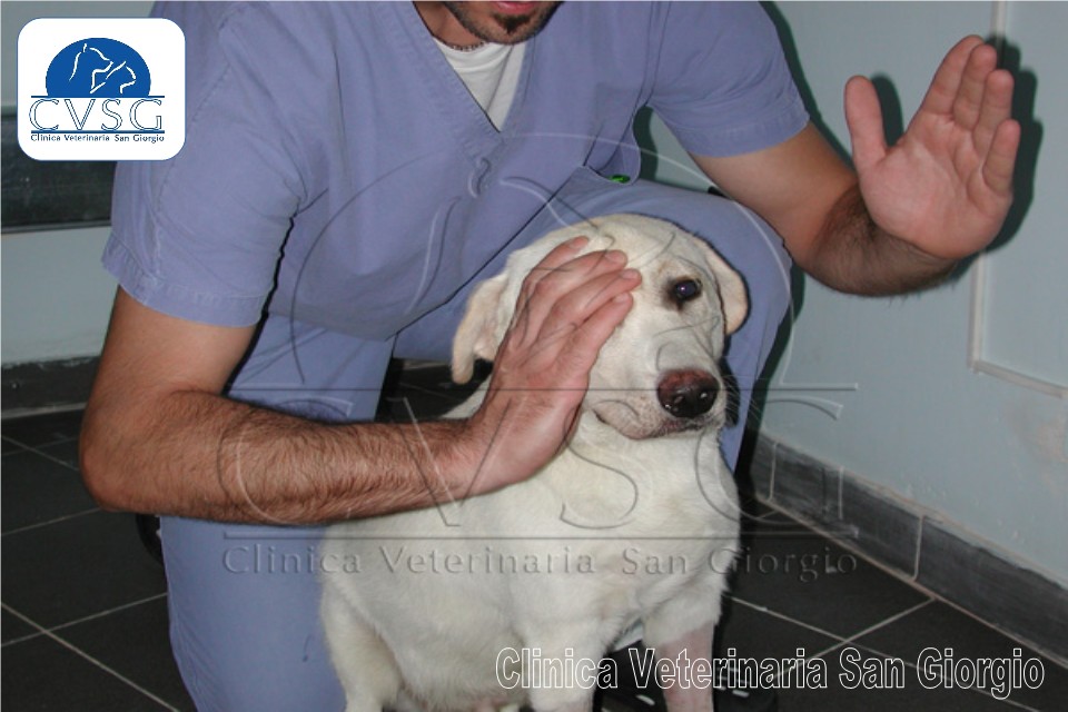 Servizio di Neurologia Veterinaria - Clinica Veterinaria San Giorgio a Reggio Calabria