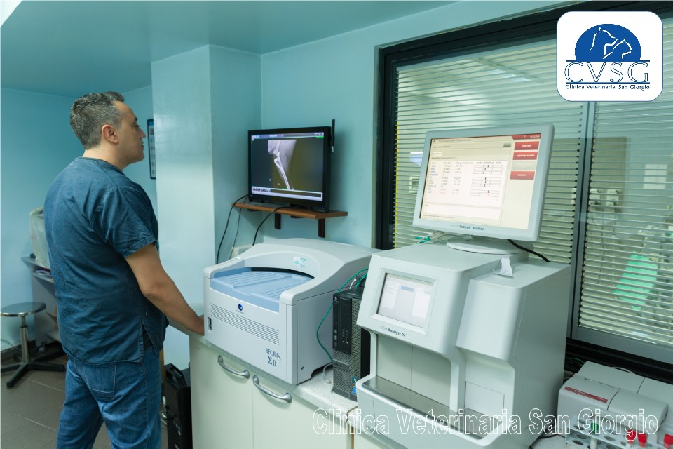 Servizio di Radiologia Veterinaria - Clinica Veterinaria San Giorgio a Reggio Calabria