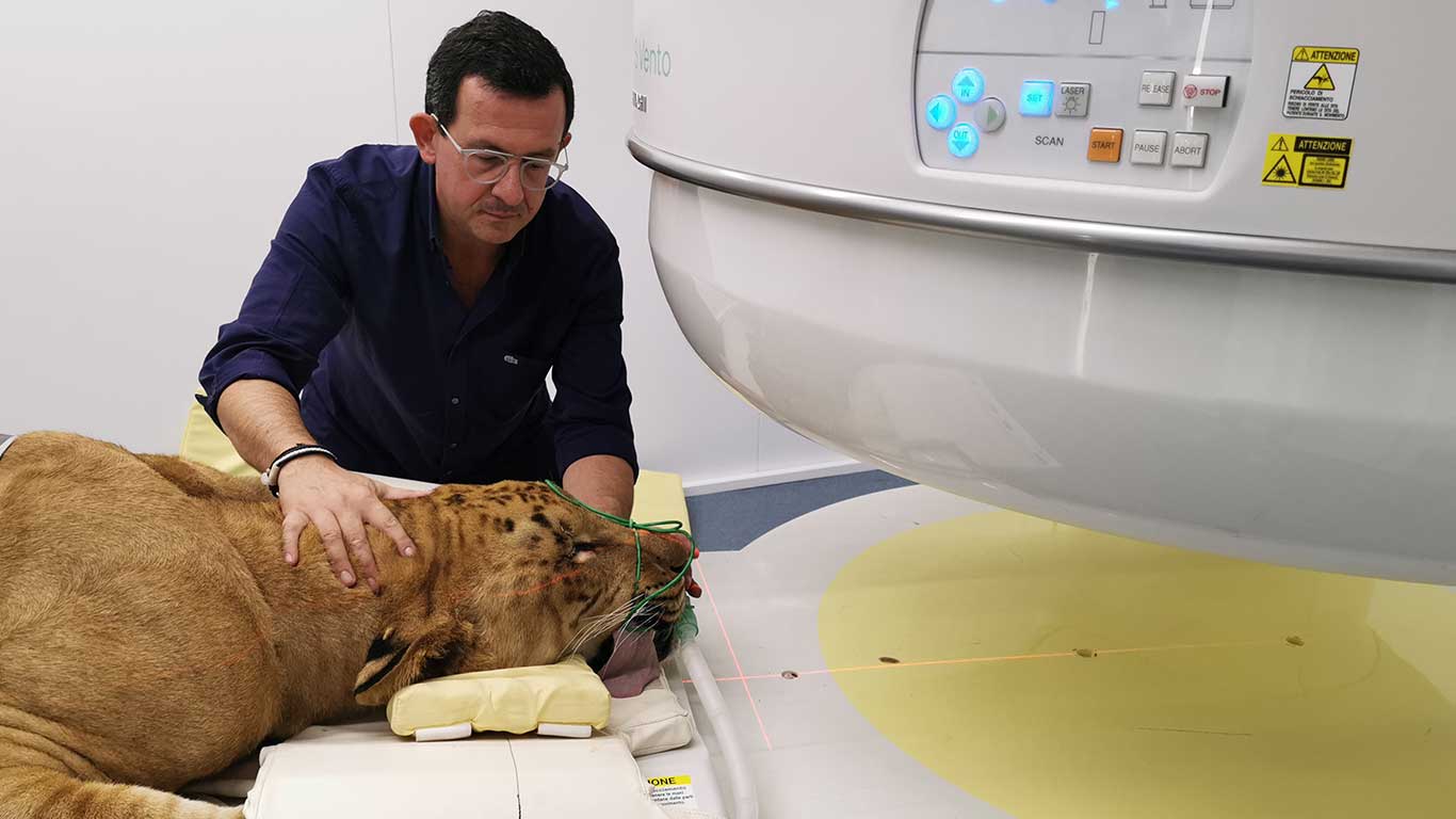 Servizio di Risonanza Magnetica Veterinaria - Clinica Veterinaria San Giorgio a Reggio Calabria