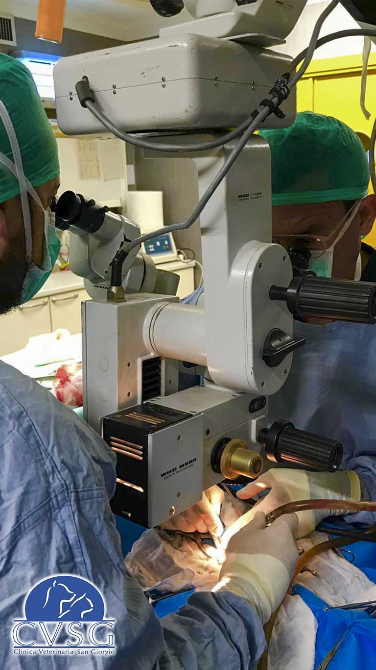 Immagine di Neurochirurgia