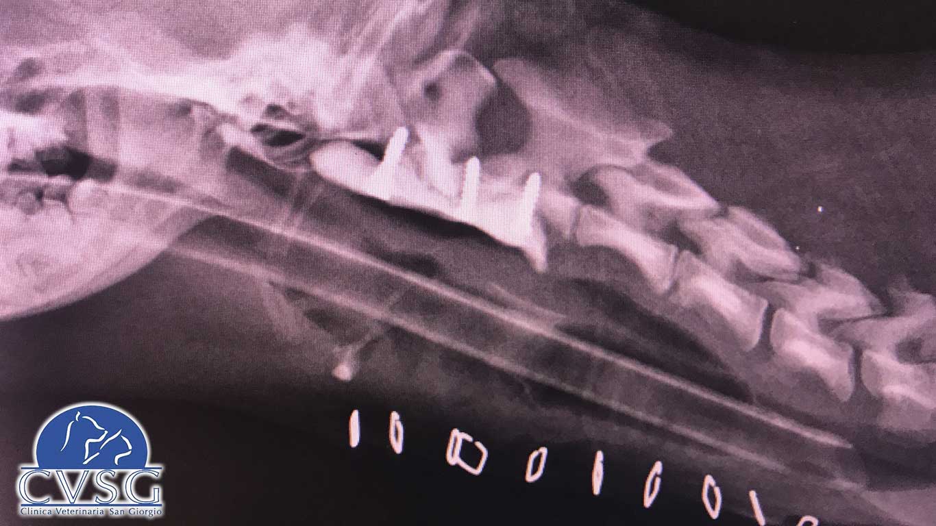 Immagine di Neurochirurgia