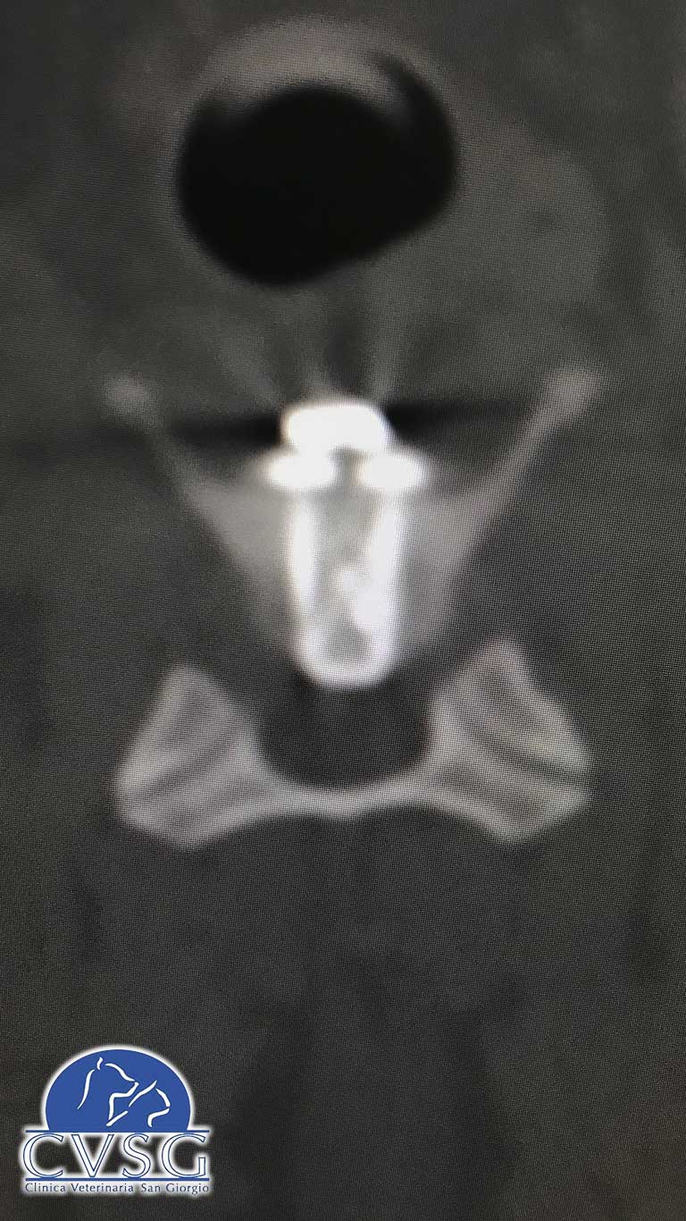 Immagine di Neurochirurgia