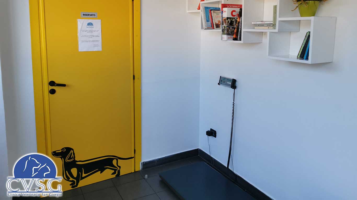 Ambiente della Clinica Veterinaria San Giorgio
