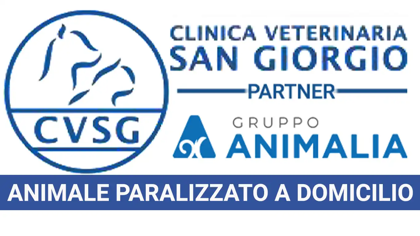 Cosa fare con un animale paralizzato a domicilio