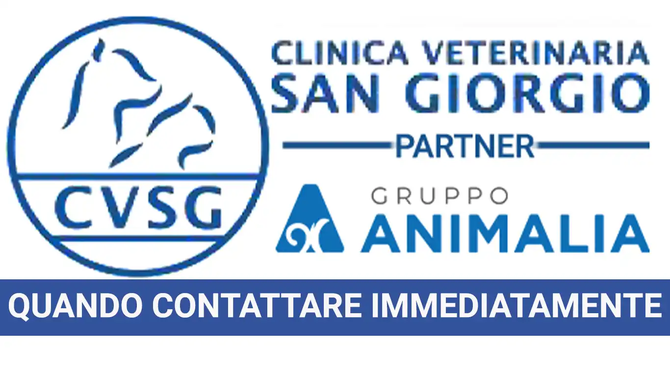 Quando contattare immediatamente la clinica veterinaria
