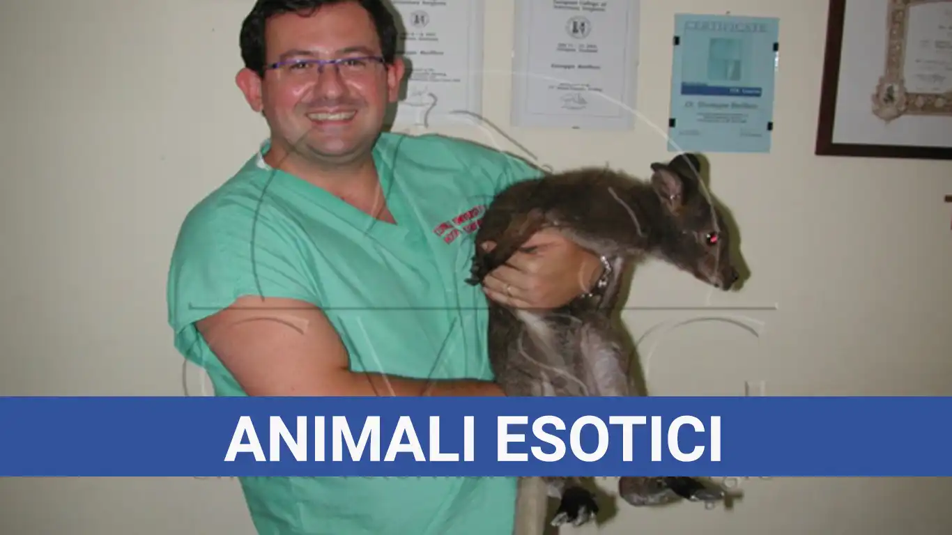 Animali Esotici