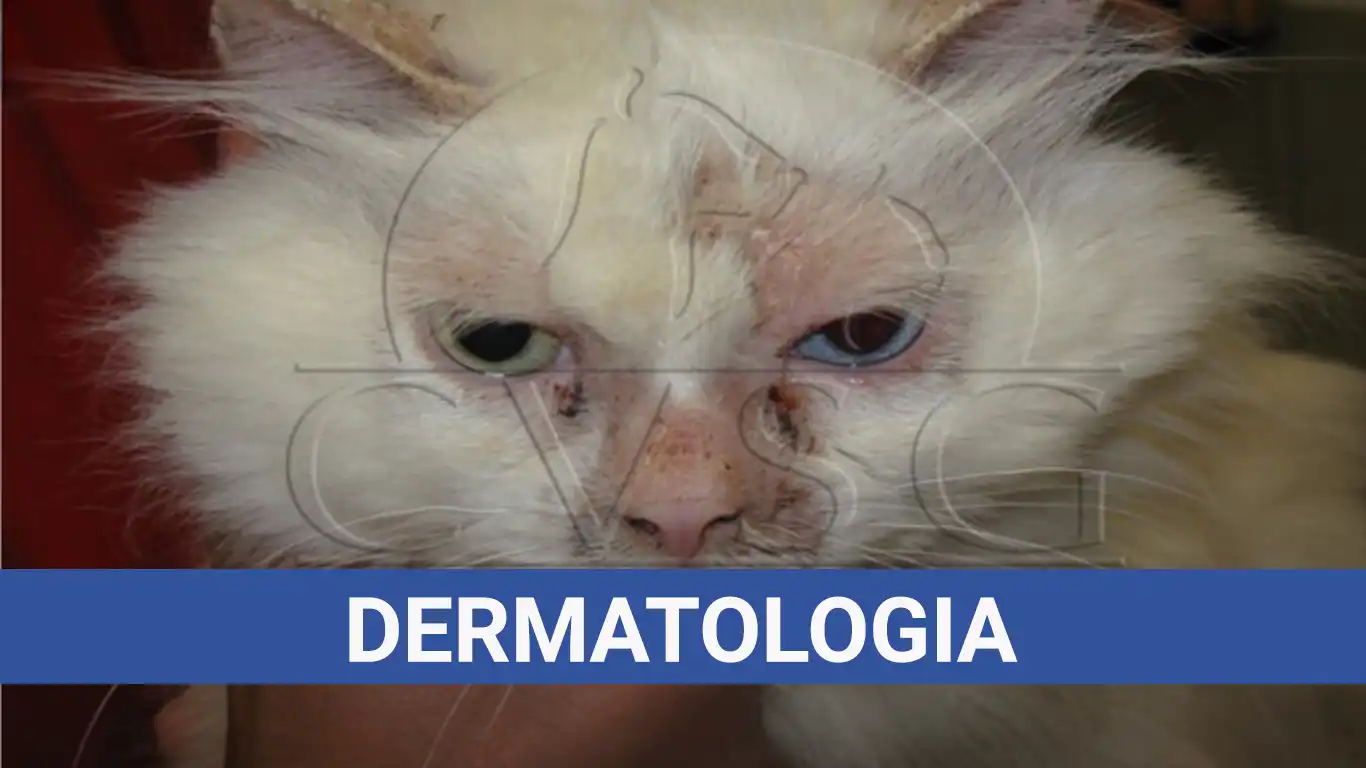 Dermatologia