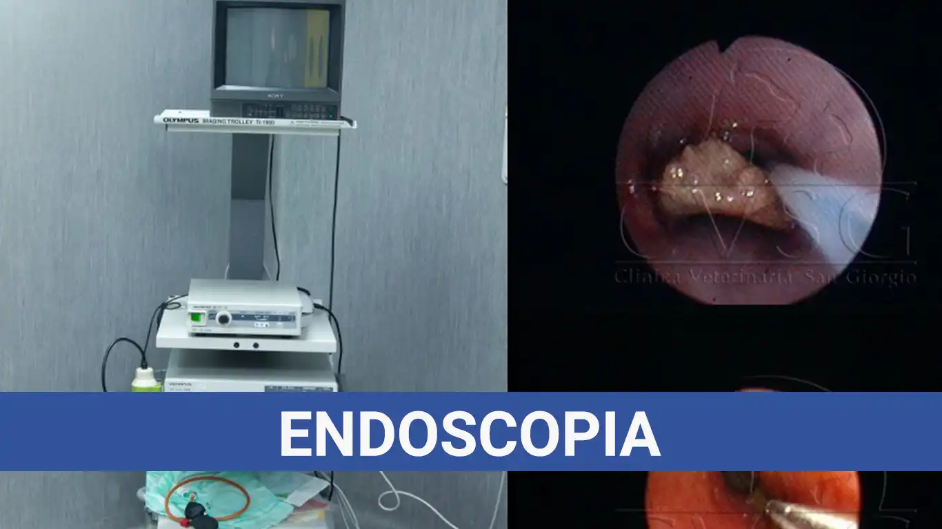 Endoscopia