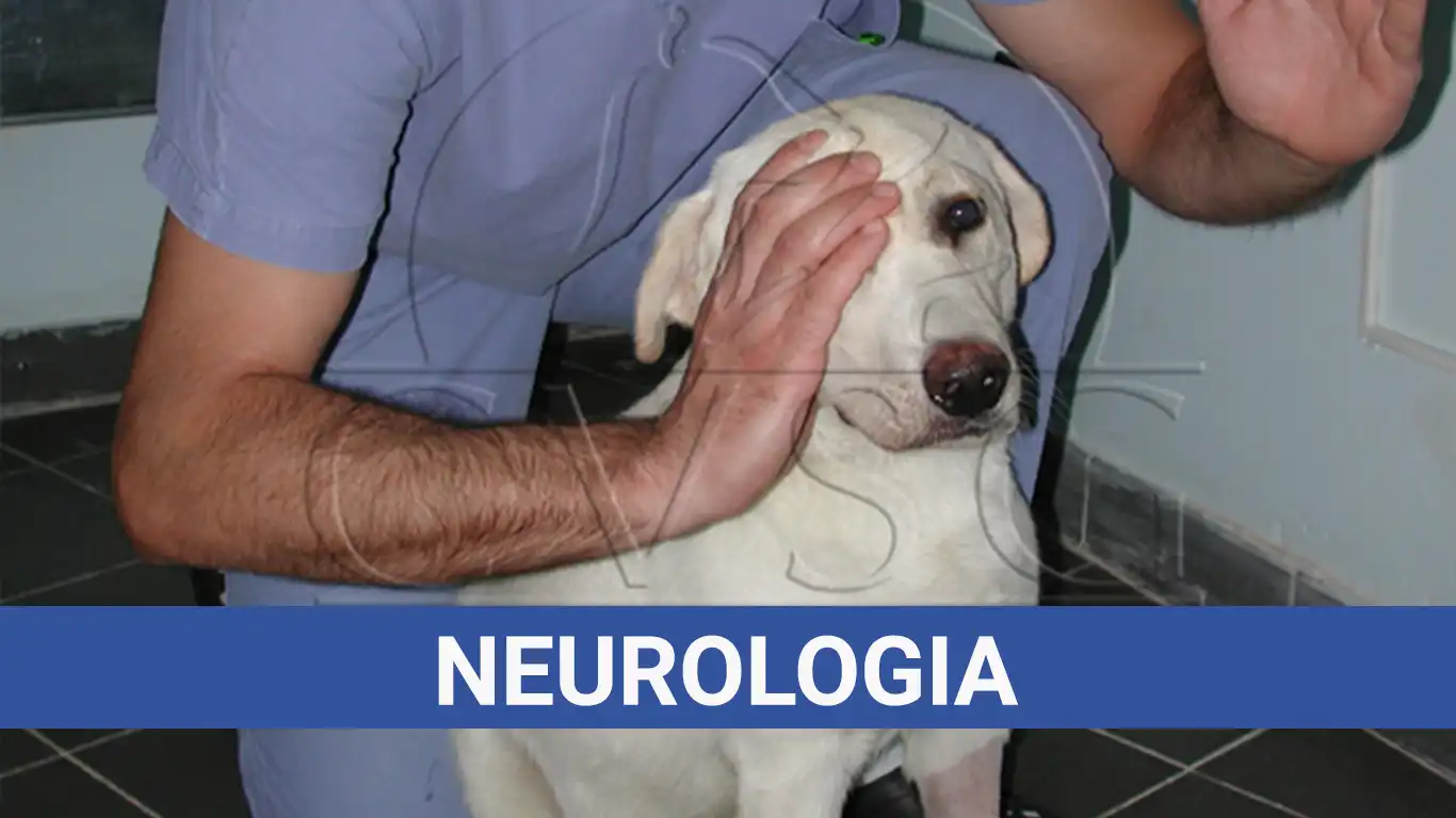 Neurologia