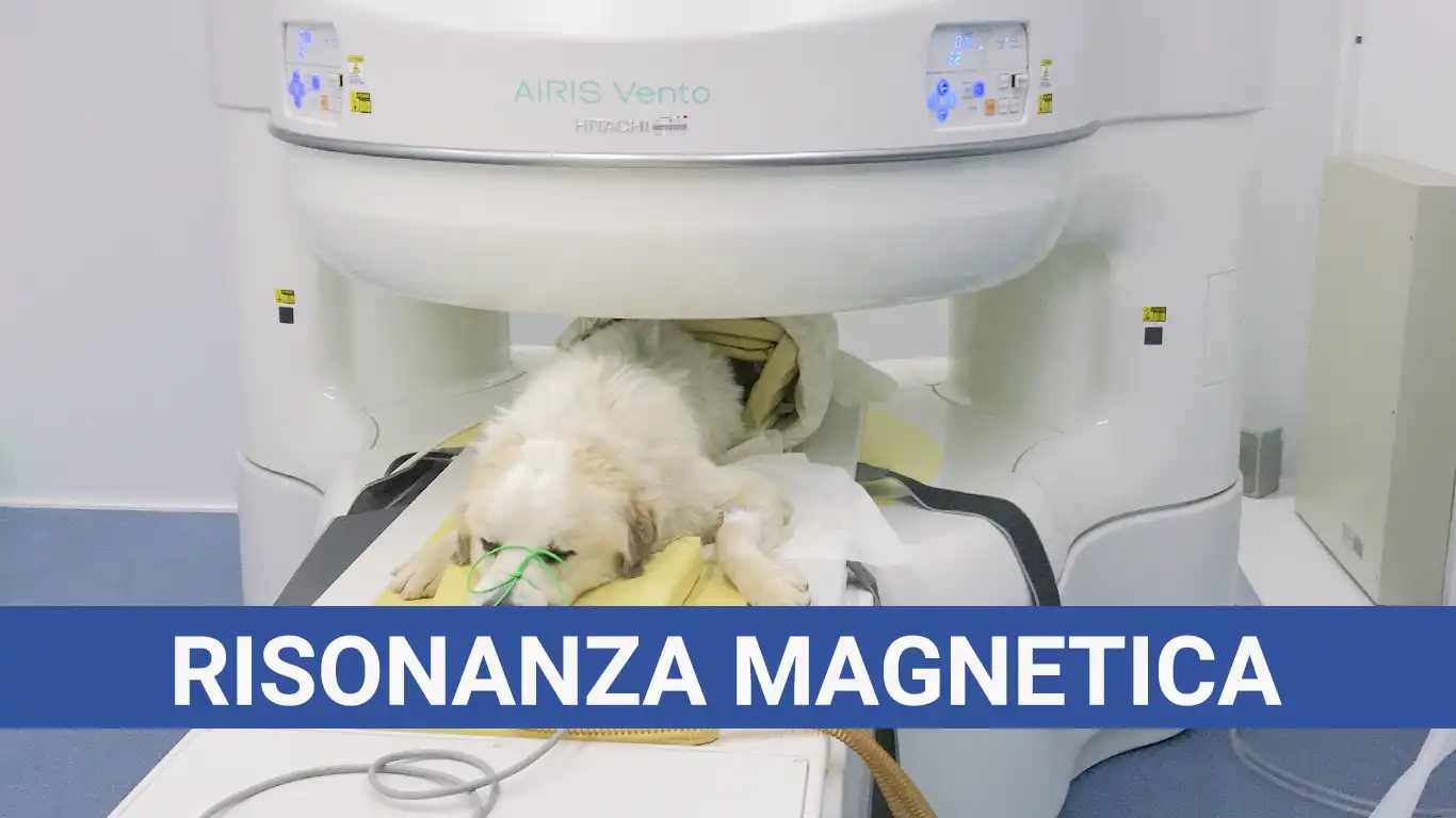 Risonanza Magnetica
